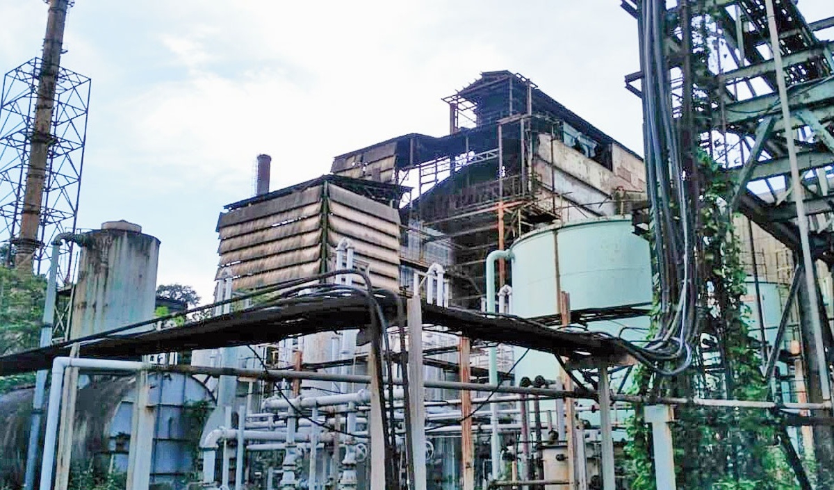 Trail Through Woods - Winona